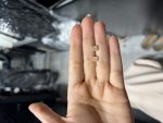 گل گوش مربعی - تصویر 2