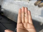 گل گوش تاج - تصویر 2