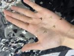 گردنبند اکسترا پروانه - تصویر 2