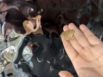 انگشتر توری - تصویر 2
